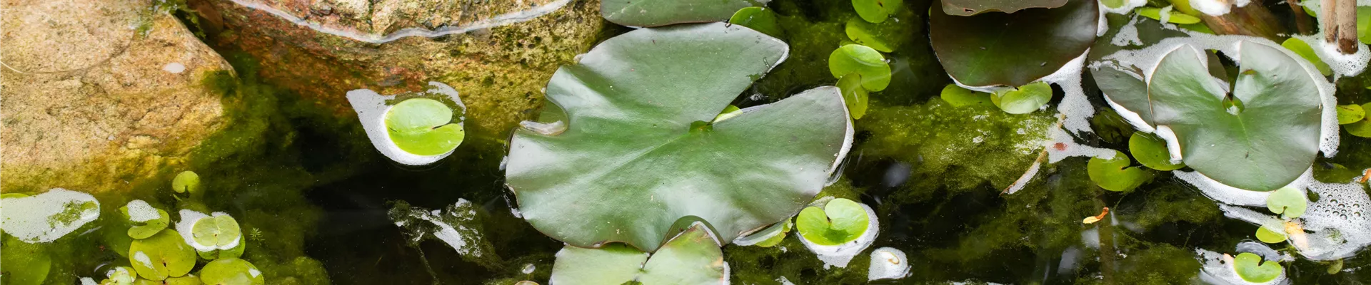 Teichbepflanzung Teichbepflanzung