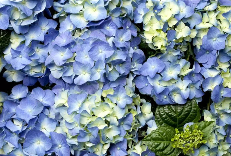 Hydrangea macrophylla