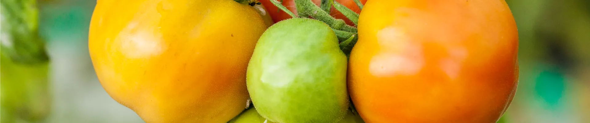 Solanum lycopersicum 'Marmande'