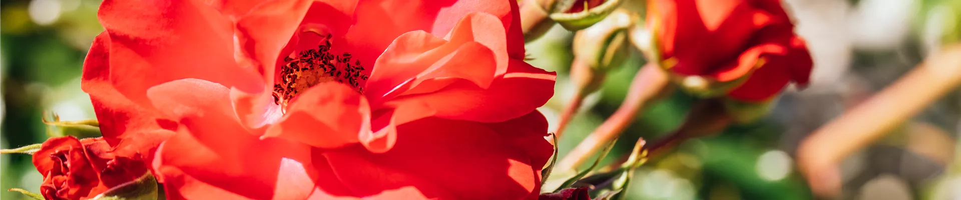 Beetrose, rot Beetrose, rot