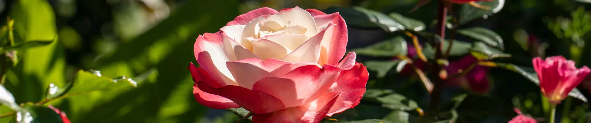 Edelrose, zweifarbig Edelrose, zweifarbig