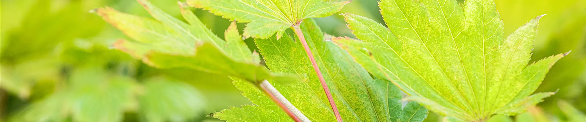 Acer shirasawanum 'Aureum' Acer shirasawanum 'Aureum'
