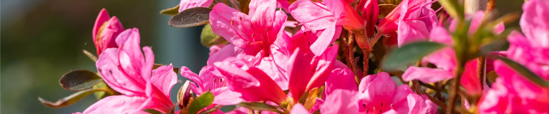 Rhododendron obtusum 'Madame Albert van Hecke' Rhododendron obtusum 'Madame Albert van Hecke'