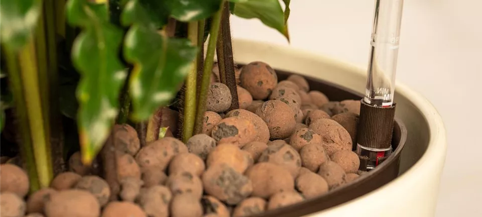 Blähton für Pflanzen in Hydrokultur