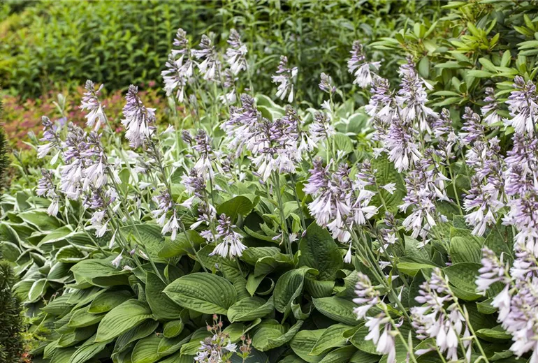 Hosta