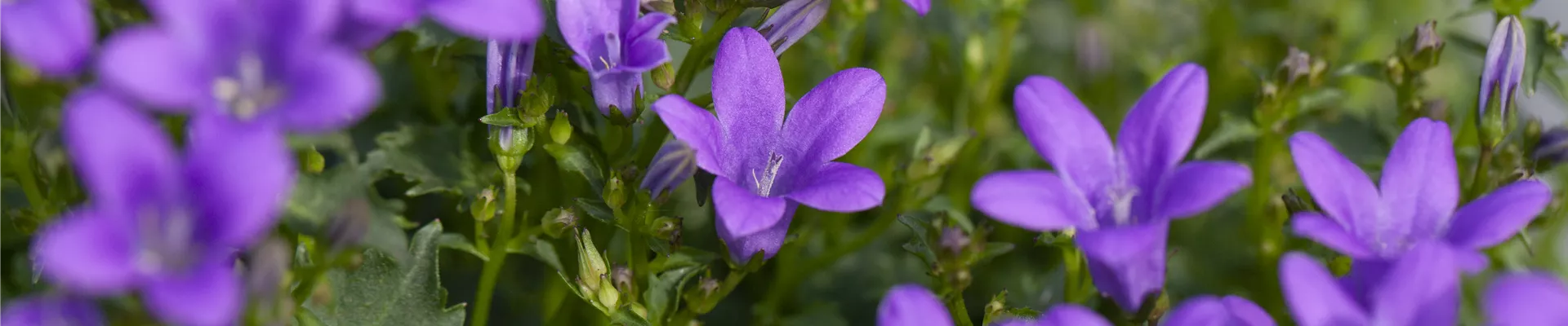 Campanula portenschlagiana, blau