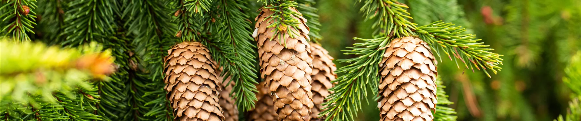 Fichten-Zapfen Fichten-Zapfen