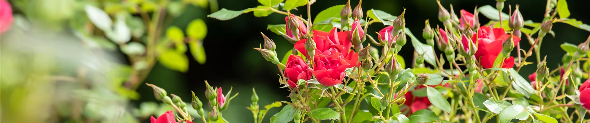 Beetrose, rot Beetrose, rot