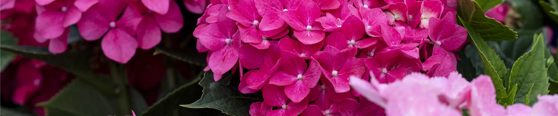 Hydrangea macrophylla, rosarot Hydrangea macrophylla, rosarot