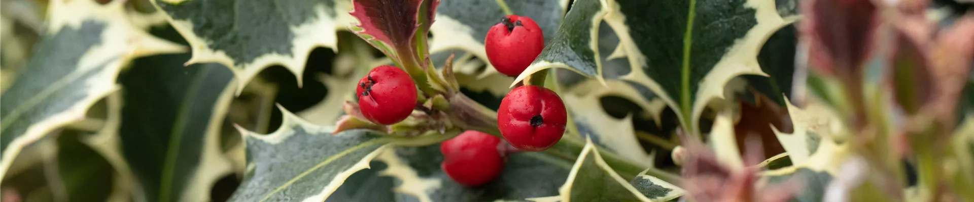 Ilex aquifolium 'Argentea Marginata'