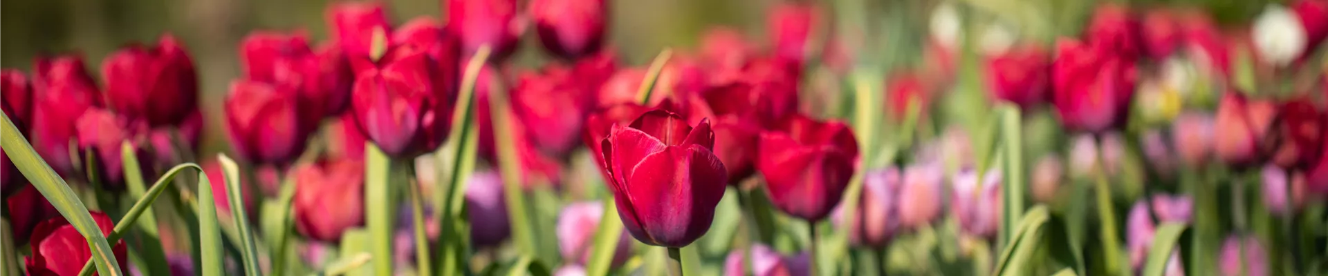 Tulipa 'Braveheart'