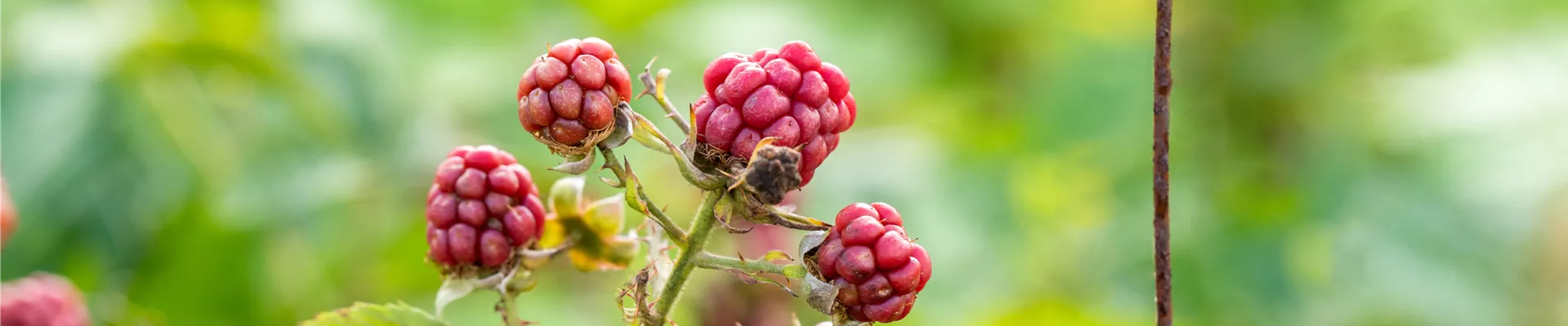 Rubus fruticosus Rubus fruticosus