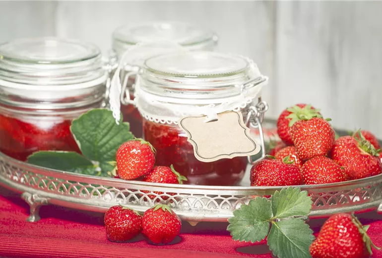 Fragaria x ananassa