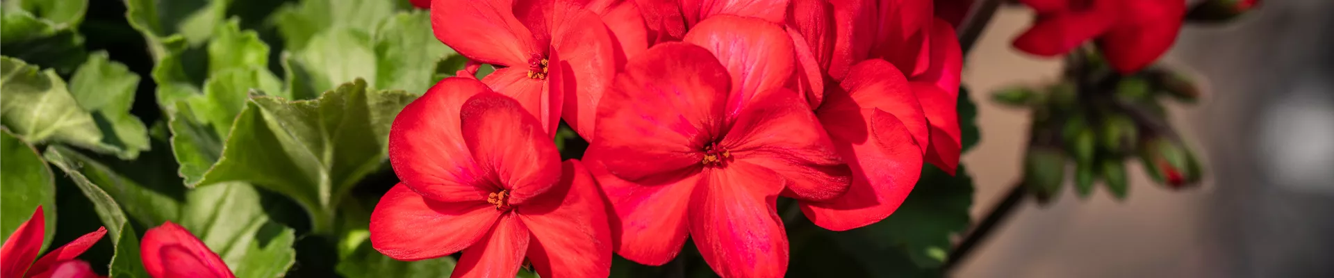 Pelargonium interspecific 'Sarita'