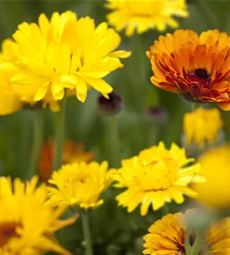 Gartenzauber im Zaubergarten. Etwas Magie gefällig?