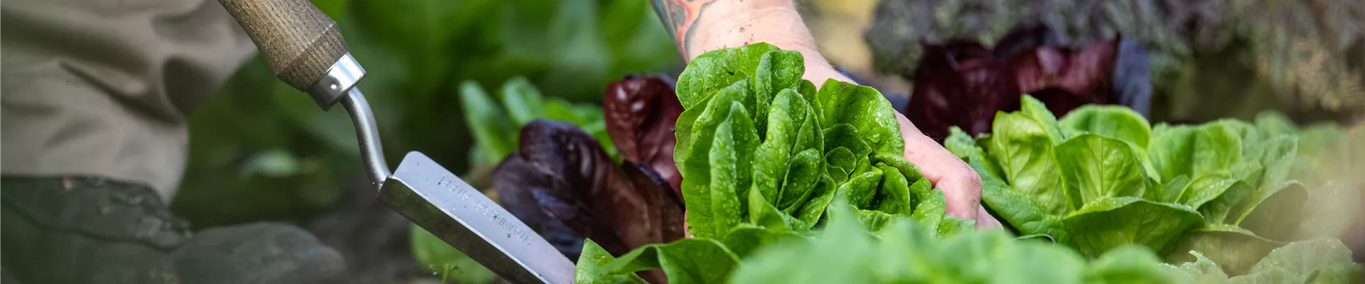 Gartengeräte - Salat ausstechen Gartengeräte - Salat ausstechen