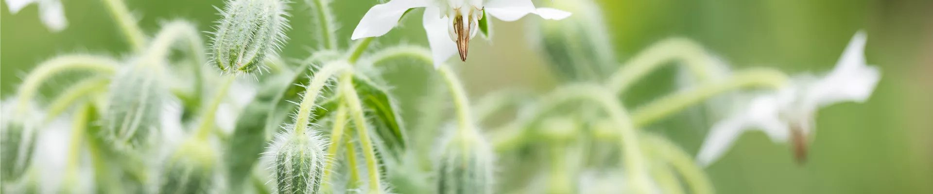 Borago officinalis, weiß Borago officinalis, weiß