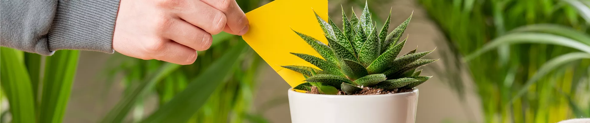 Pflanzenpflege - Gelbsticker Pflanzenpflege - Gelbsticker