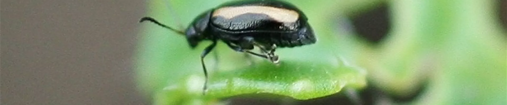 kohlerdfloh2-800x600 kohlerdfloh2-800x600