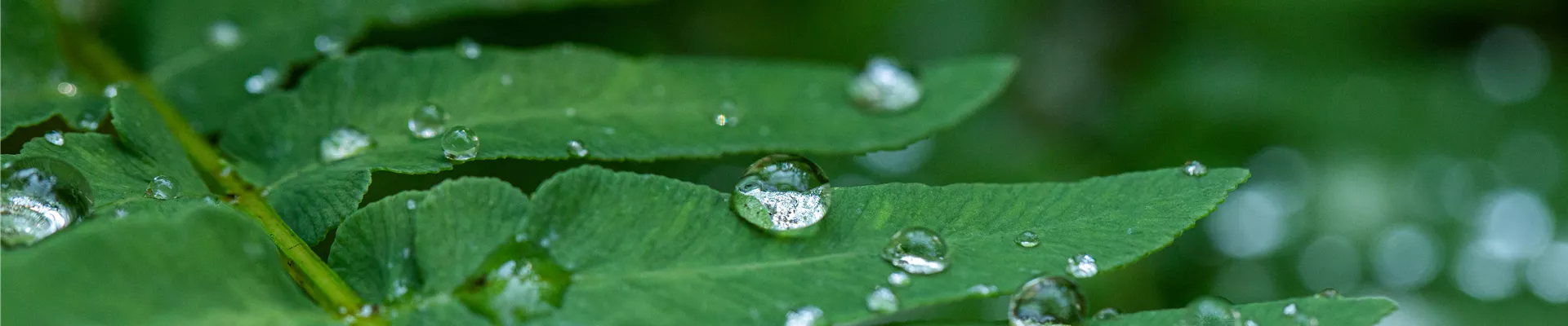 Wassertropfen auf Blatt Wassertropfen auf Blatt