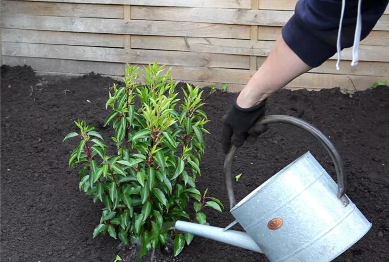Portugiesischer Kirschlorbeer - Einpflanzen im Garten (5)
