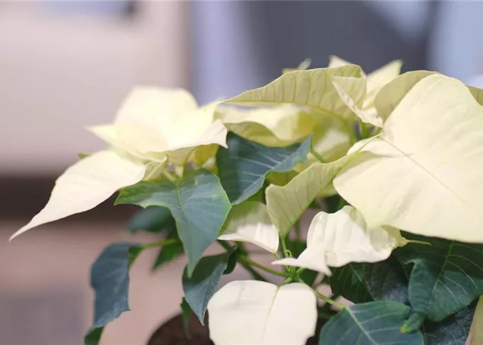 Zimmerpflanzenportrait - Weihnachtsstern (gelb)