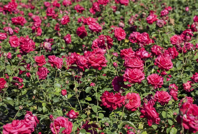 Rosa 'Dame de Coeur'