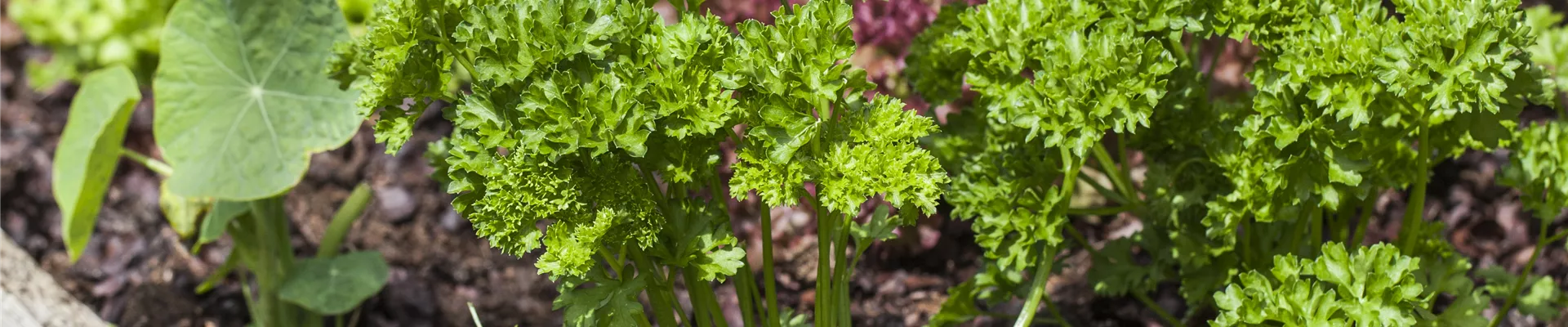 Petroselinum crispum Petroselinum crispum