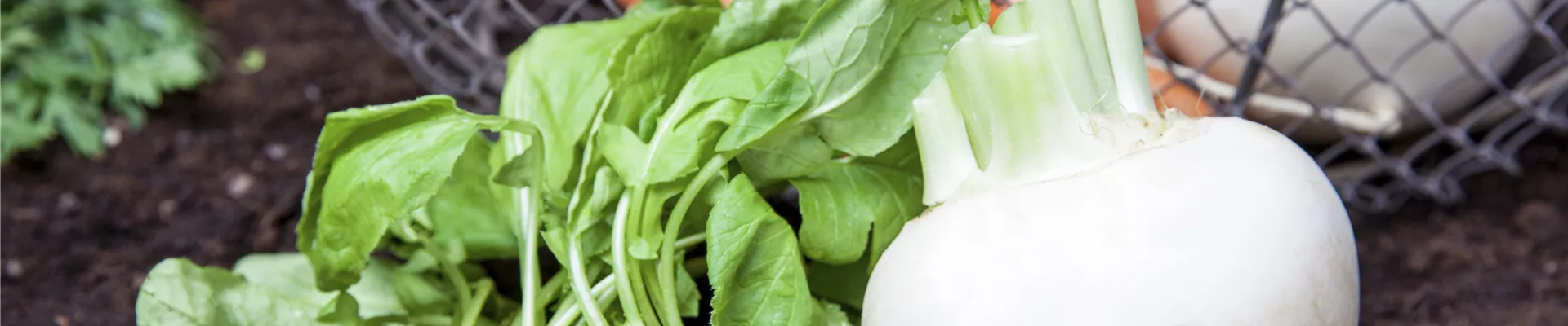 Raphanus sativus var. sativus