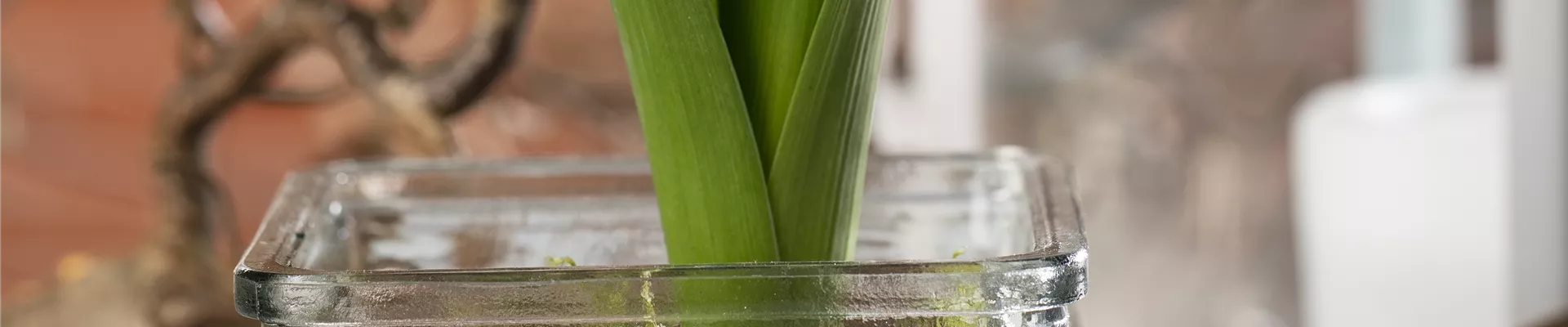 Hyacinthus Hyacinthus