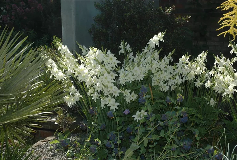 Gladiolus