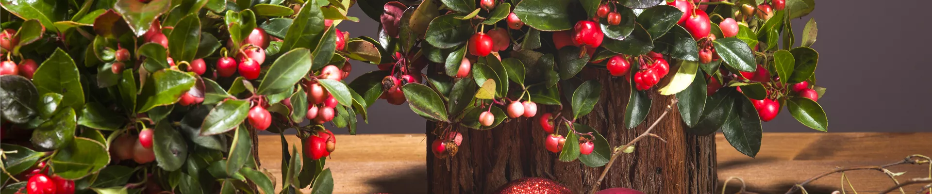 Gaultheria procumbens