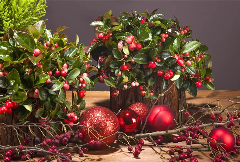Gaultheria procumbens