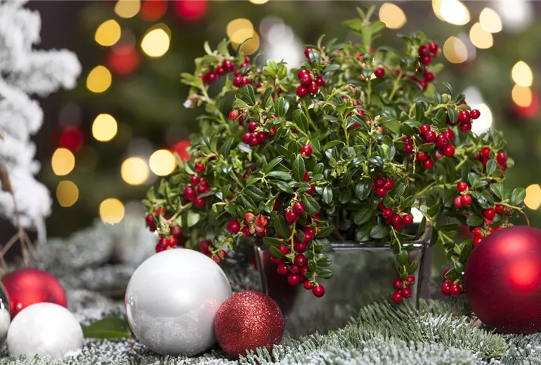 Vaccinium vitis-idaea 'Miss Cherry'(s)