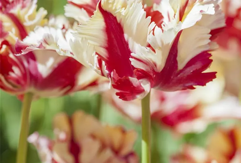 Tulipa 'Double Flaming Parrot'