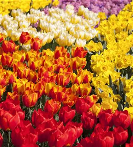 Tulpenzwiebeln einpflanzen – Beetgestaltung mit Tulpen