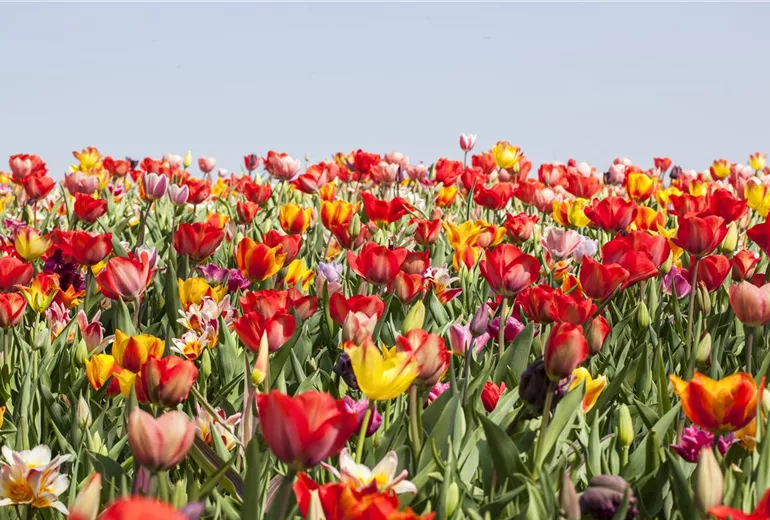 Tulipa