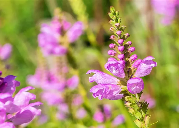 Gelenkblume - Einpflanzen im Garten