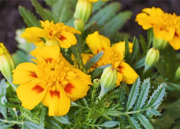 Studentenblume - Einpflanzen im Garten