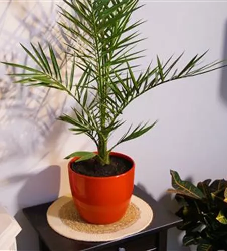 Kanarische Dattelpalme - Umtopfen