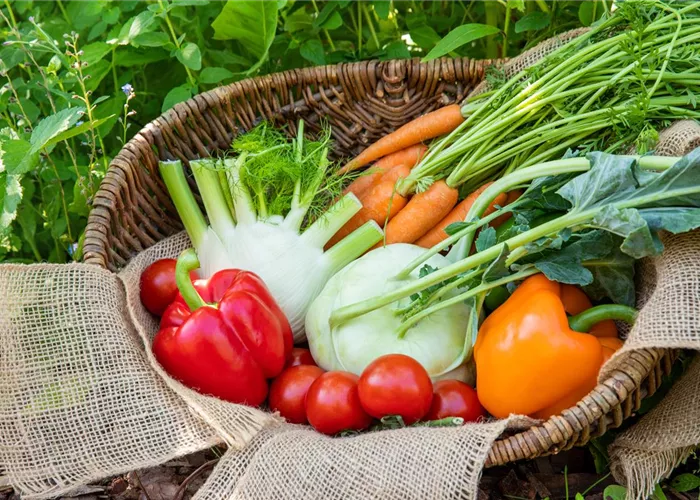 Gemüsepflanzen Gemüsepflanzen