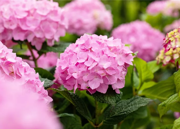 Baumschulware Baumschulware