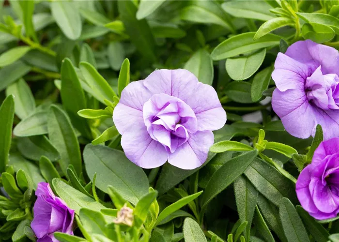 Beet- und Balkonpflanzen Beet- und Balkonpflanzen