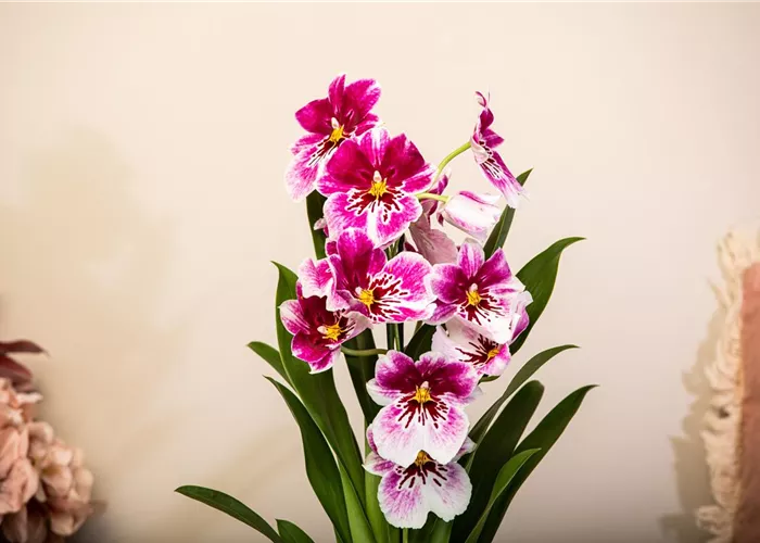 Zimmerpflanzen Zimmerpflanzen