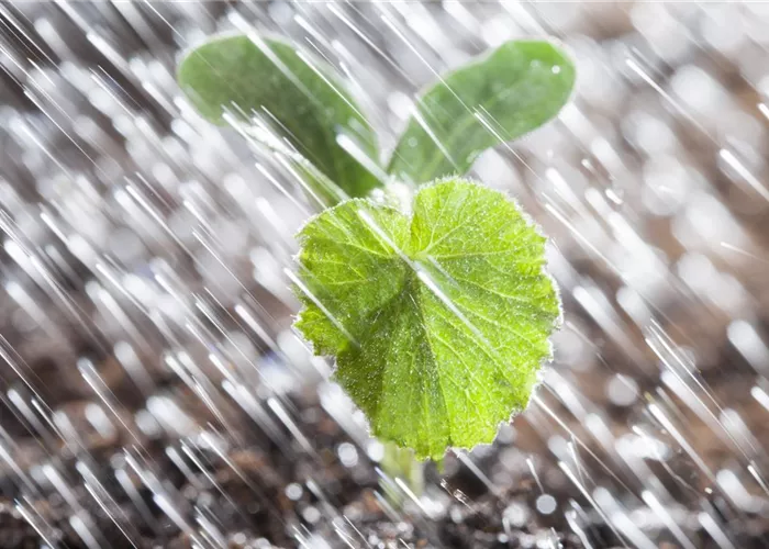 Pflanzenschutzmittel Pflanzenschutzmittel