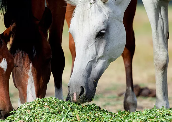 Futtermittel Futtermittel