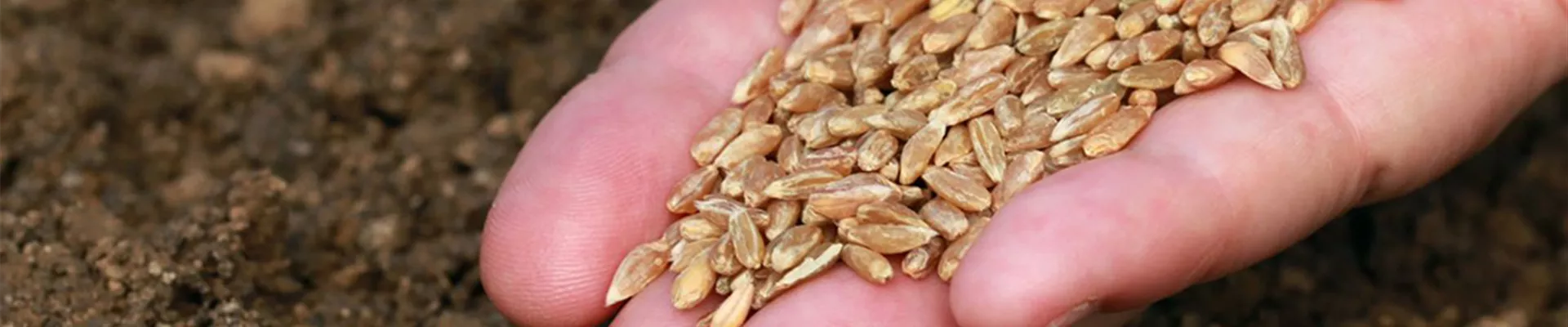 saemereien saemereien