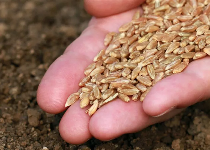 Sämereien Sämereien