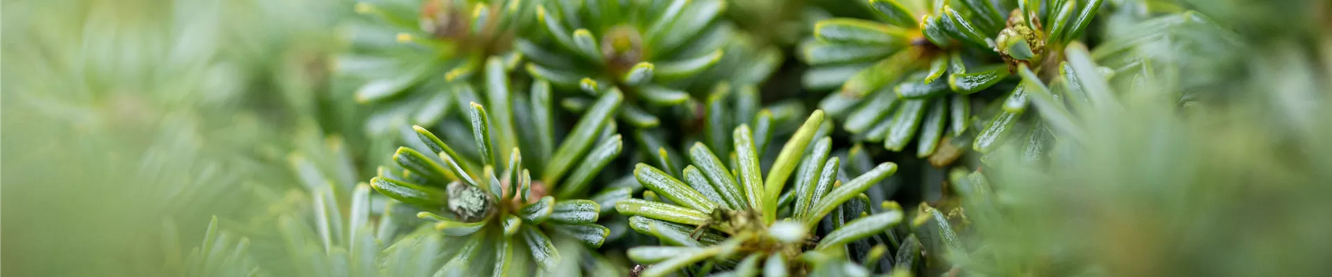 Abies koreana 'Brillant' Abies koreana 'Brillant'