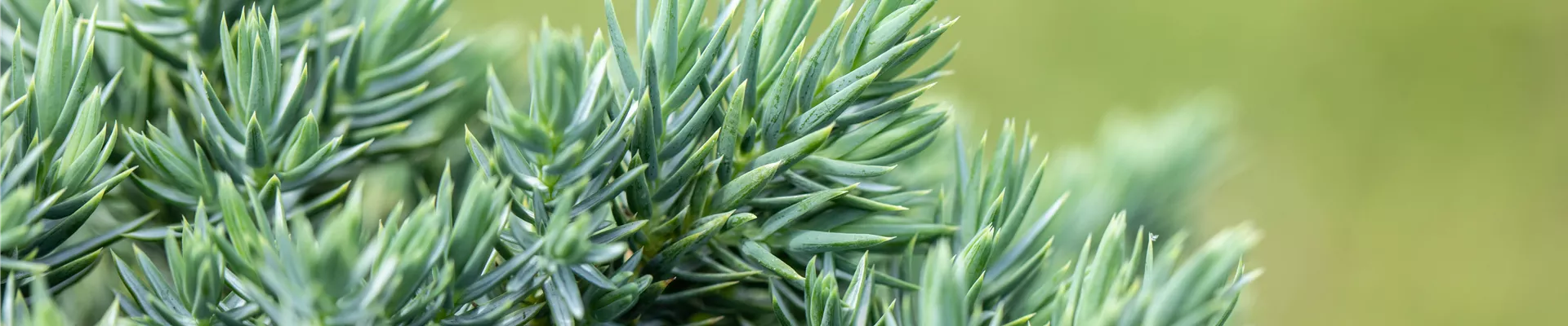 Juniperus chinensis Juniperus chinensis